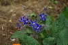 Borago officinalis