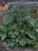 Borago officinalis
