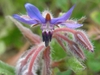 Borago officinalis