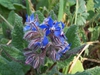 Borago officinalis