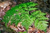 Botrychium virginianum