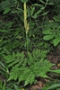 Botrychium virginianum
