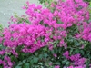 Bougainvillea
