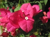 Bougainvillea glabra