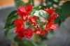 Bougainvillea