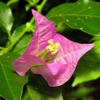 close up of pink bracts