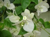 white bracts