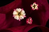 very close up