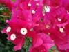 Pink bracts