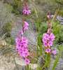 Bourbon Watsonia (Watsonia borbonica)