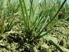 base of grass clumb in dry soil.