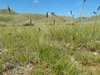 Tall stalks bearing secund spikelets.