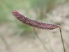 Single dark purple secund spikelet.