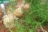 Bulb with growth