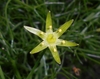 Close up of star-shaped flower