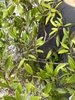 Leafy branches on a shrub.