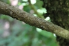 Branch in September in Elmore County, Alabama
