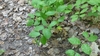 Branches, leaves in June in Hastings County, California