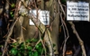 Brown branches & twigs with leaf buds in April in Berlin, Germa
