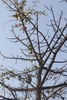 Branches in April in Goa, India