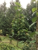 Branches in May in Mecklenburg County, North Carolina