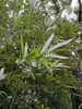 Branches in October in Central and West District, Hongkong