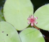 Water shield flower