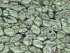 Brasenia schreberi