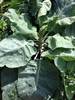 Plant with leaves