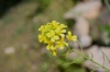 Brassica juncea