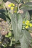 Brassica juncea