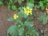 Brassica juncea