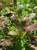 leaves