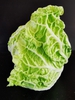 Brassica rapa (Pekinensis Group)