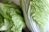 Brassica rapa (Pekinensis Group)