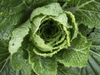 Brassica rapa (Pekinensis Group)