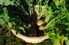 Brassica napus (Napobrasica Group)