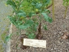 Brassica napus (Napobrasica Group)