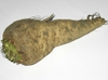 Brassica napus (Napobrasica Group)