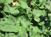 Brassica napus (Napobrasica Group)