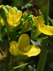 Brassica napus (Pabularis Group)