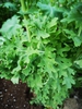Brassica napus (Pabularis Group)