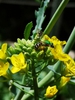 Brassica napus (Pabularis Group)