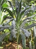 Mature plant with blue-green narrow leaves
