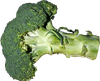Green head of broccli and stem