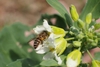 Bee visiting a white flower