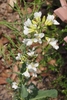 White flowers on astock