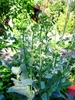 Form of Chinese broccoli in bloom