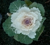 Ornamental cabbage with white leaves