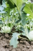 Brassica oleracea
